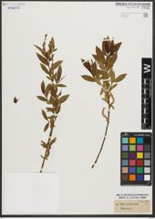 Foto von Salix triandra L.